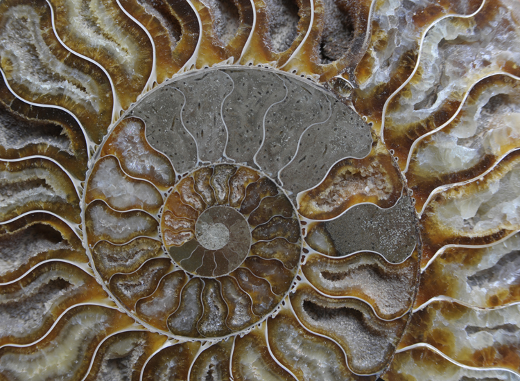 un’ammonite fossile rinvenuta in Madagascar (Vittorio Giannella)